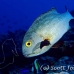 snapper_midnight_is_h_0705_png0965.jpg